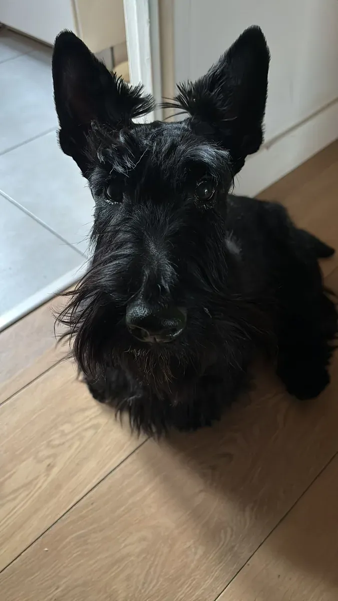 Alfie, chien de Framboise