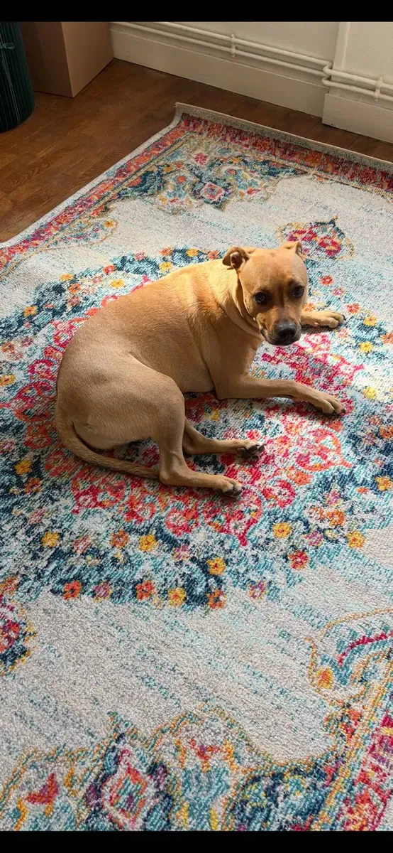 Arnold, chien de Victor & Valéria