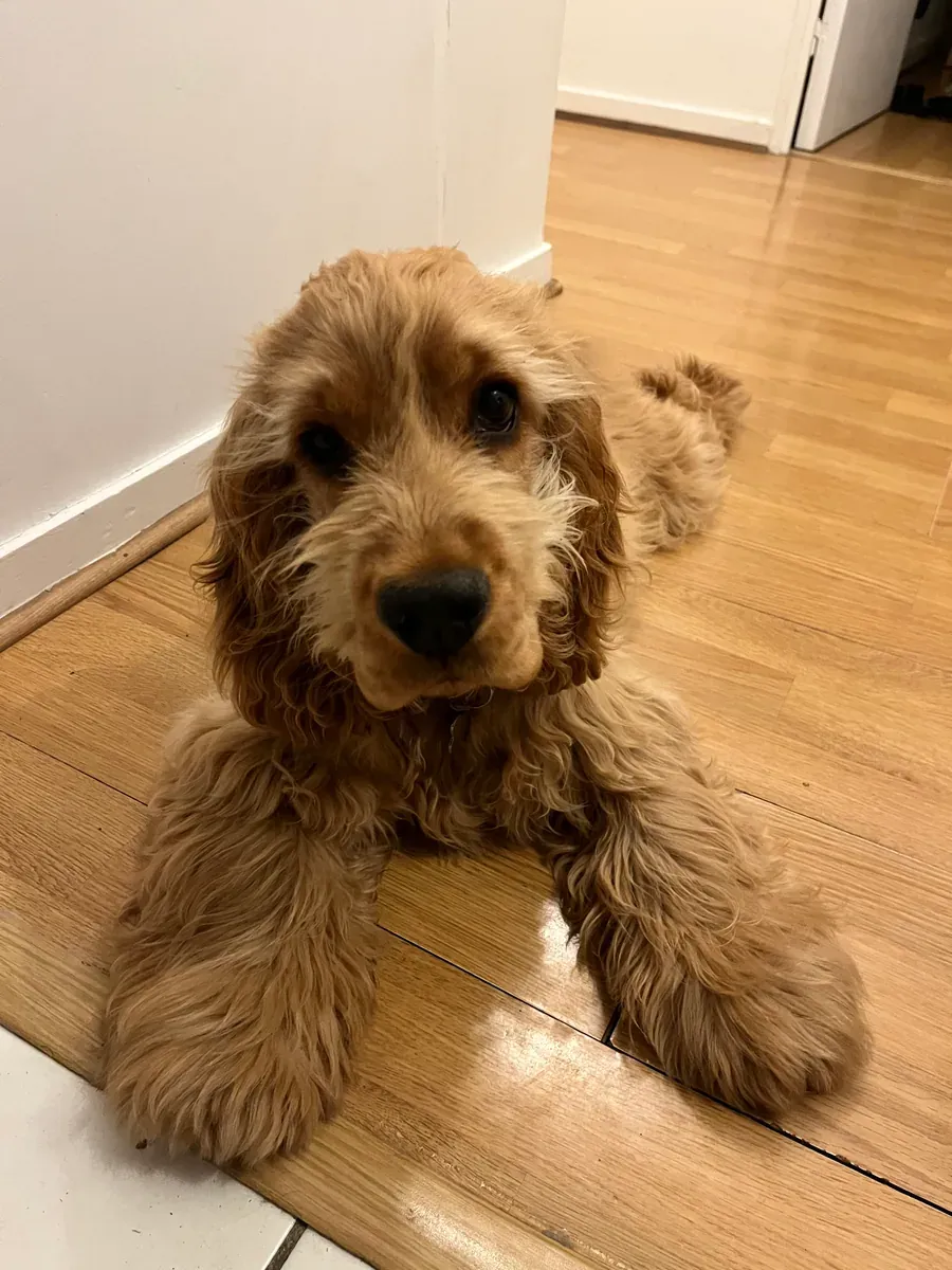 Aslan, chien de Clotilde