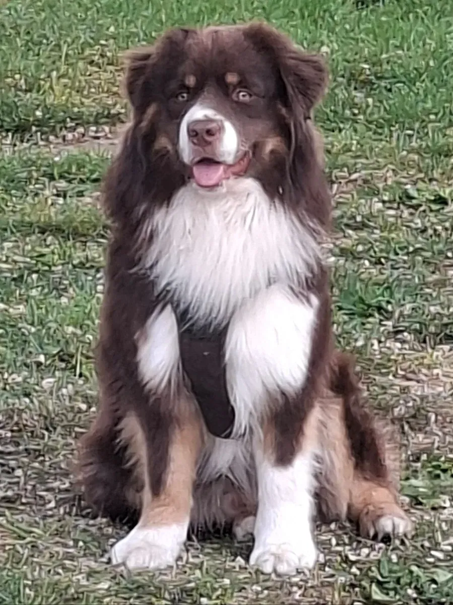 Athos, chien de Fabienne