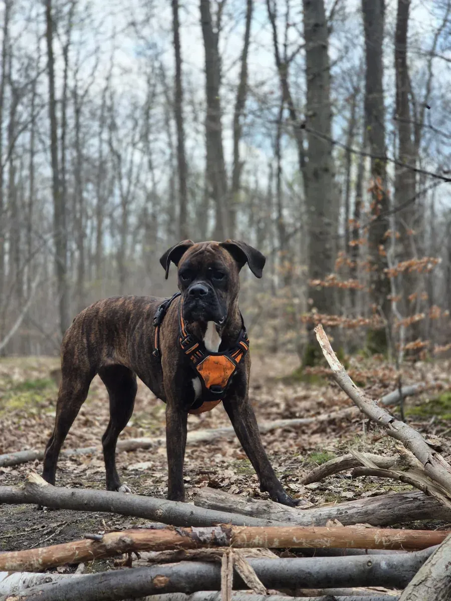 Azia, chien de Shauna