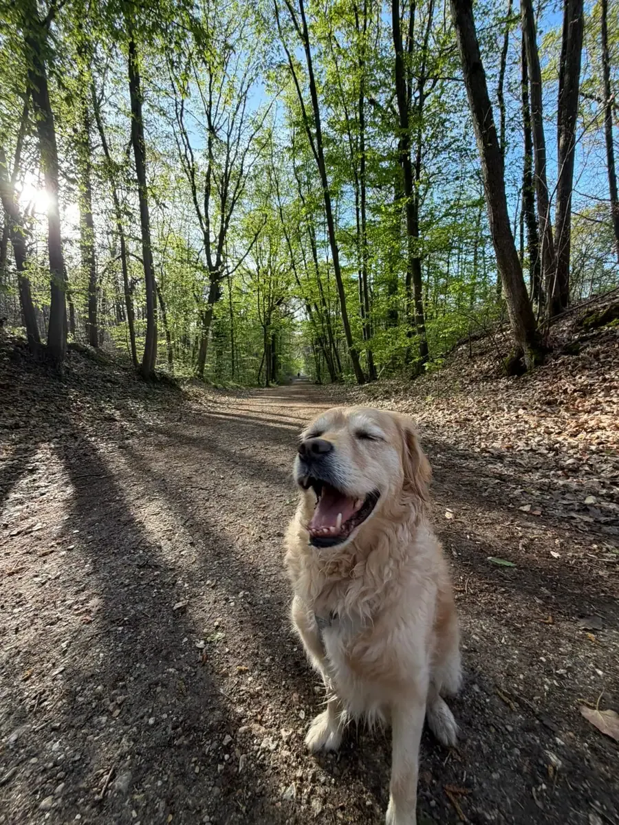 Bucks, chien de Melike & Brendan