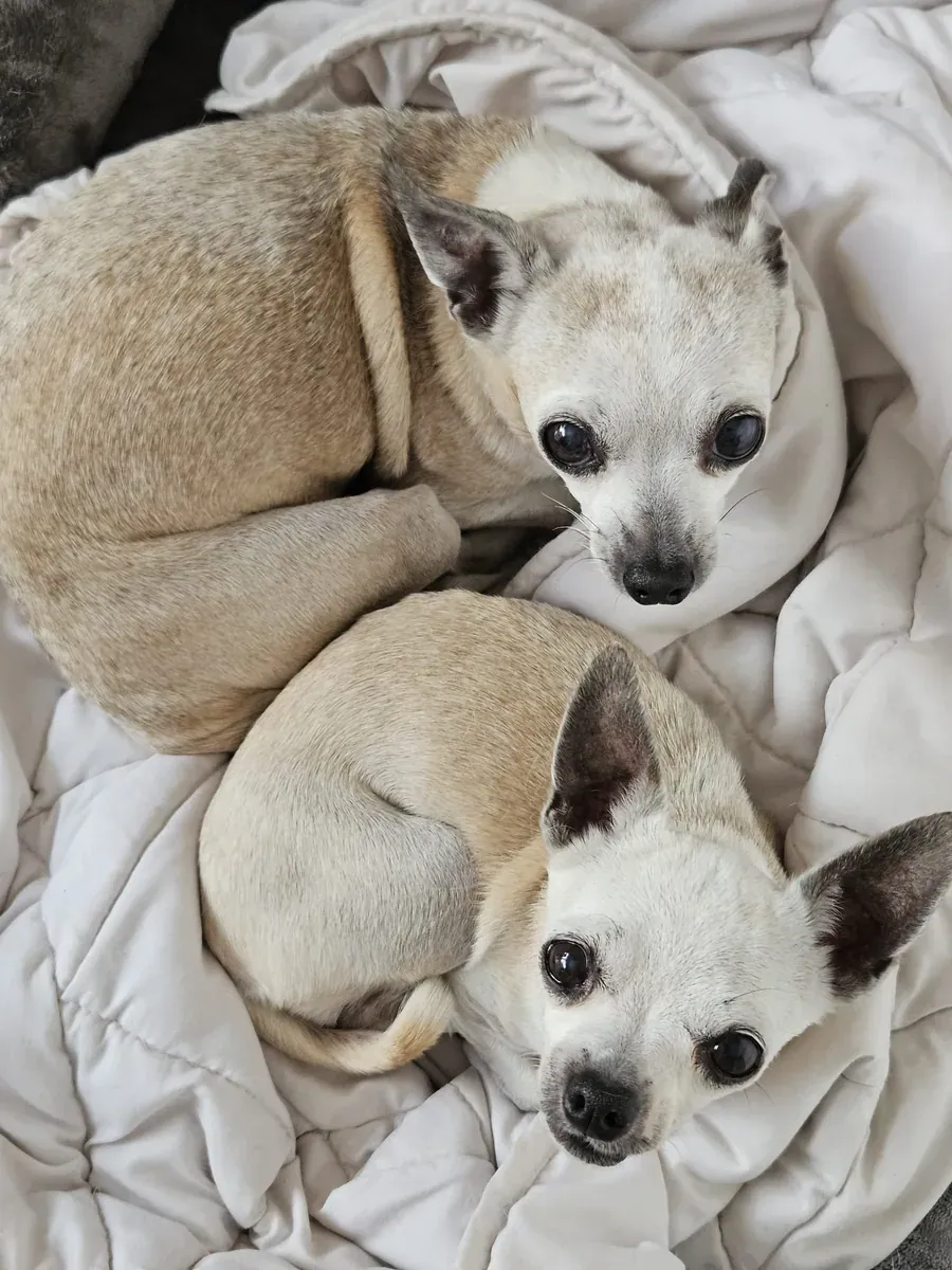 Indi & Panda, chien de Delphine