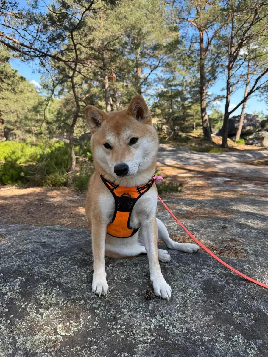 Kito, chien de Carla