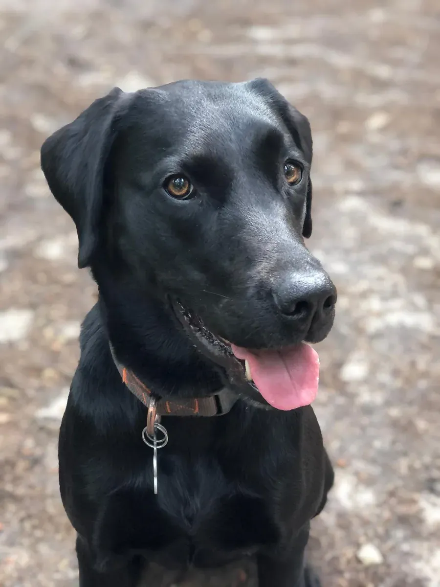 Luna, chien de Alexandra