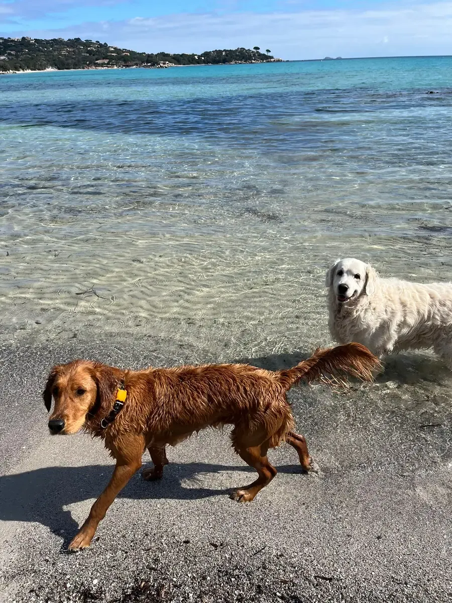 Magnum & Vicky, chien de Ingela