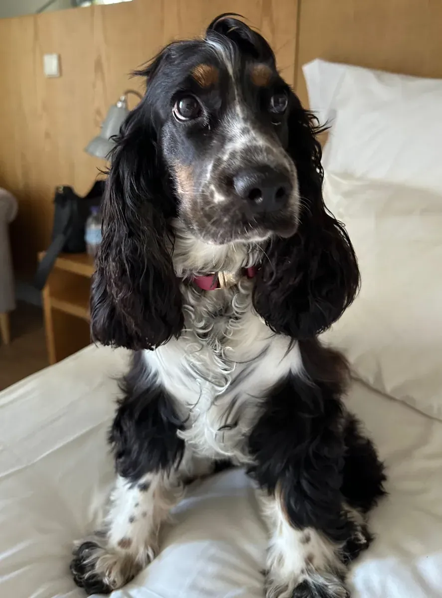 Nala, chien de Sara & Timothée