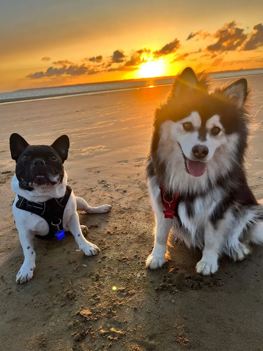 Onyx & Tara, chien de Fanny