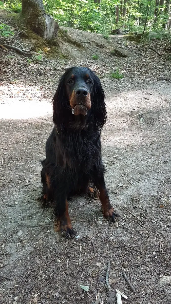 Ragnar, chien de Jean-Michel