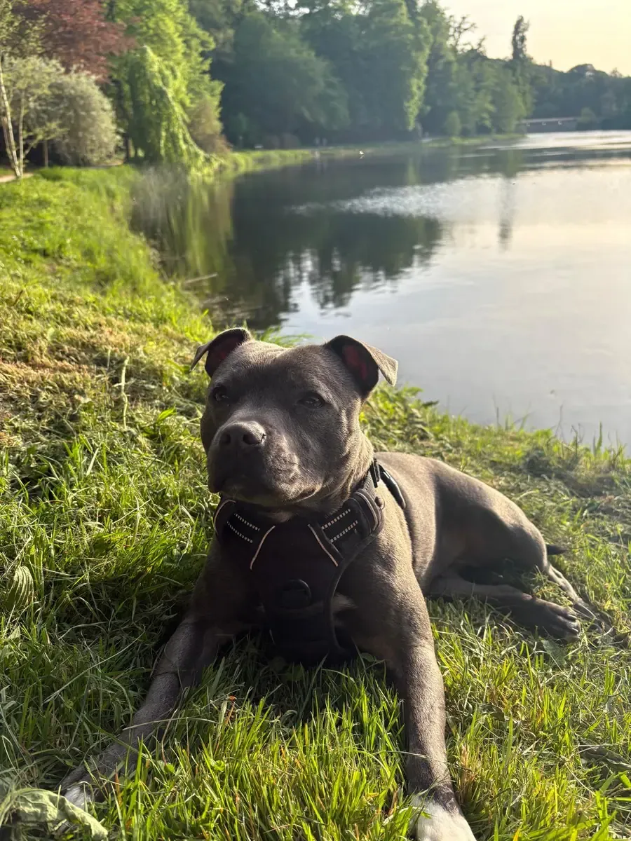 Riki, chien de Axelle & Toma