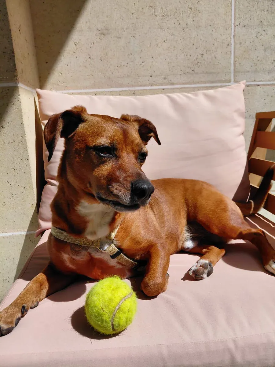 Rio, chien de Marine & Ilias