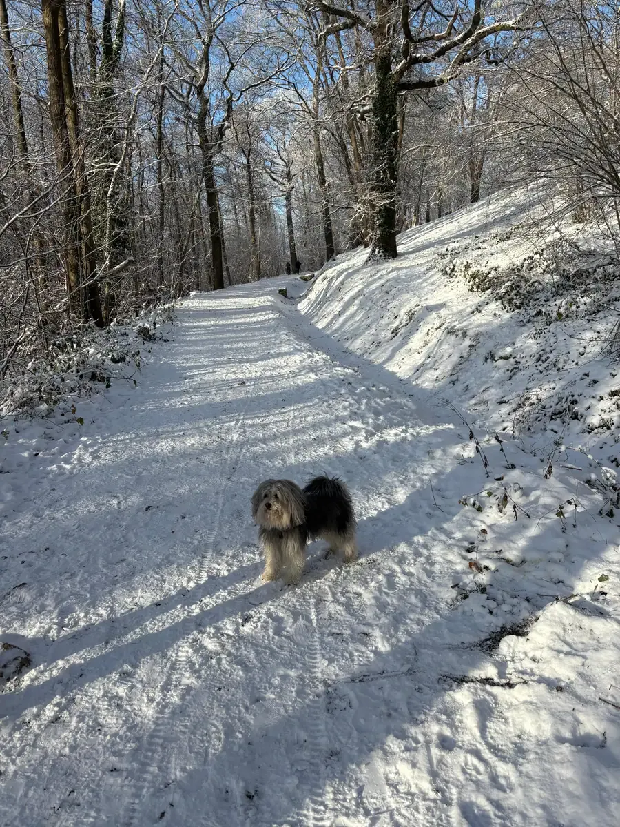 Roulio, chien de Aurélie & Bernard