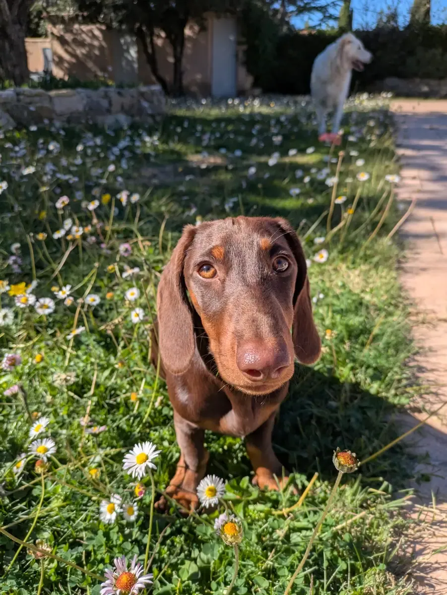Ruby, chien de Mélissa