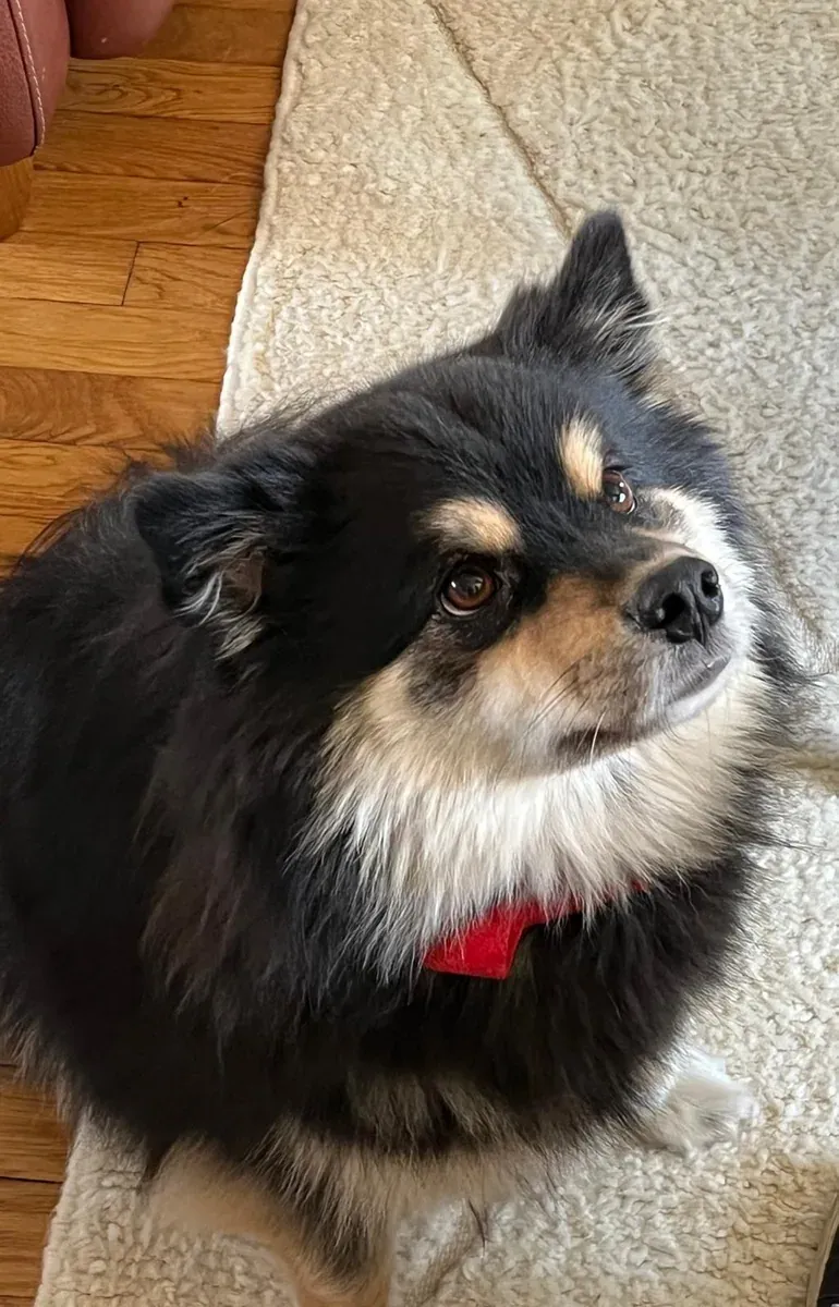 Sanka, chien de Pg