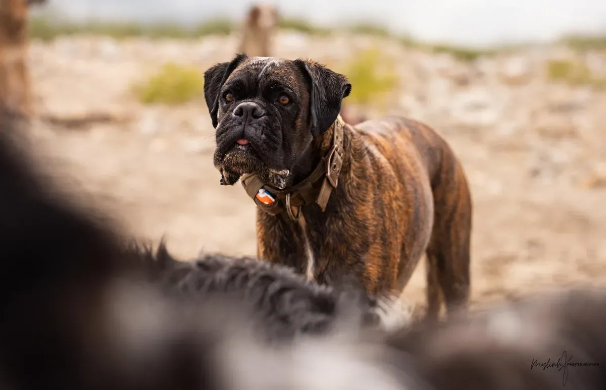 Shana, chien de Anne-sophie