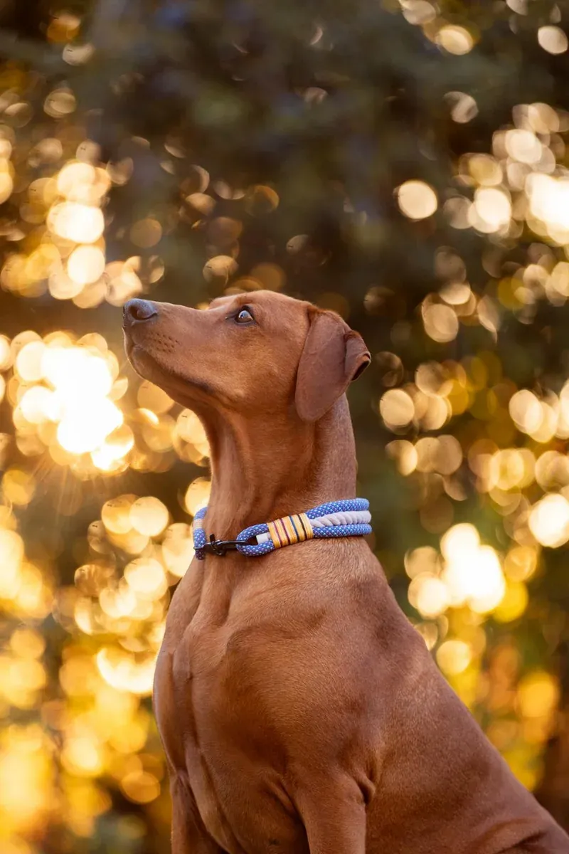 Sherlock, chien de Alex