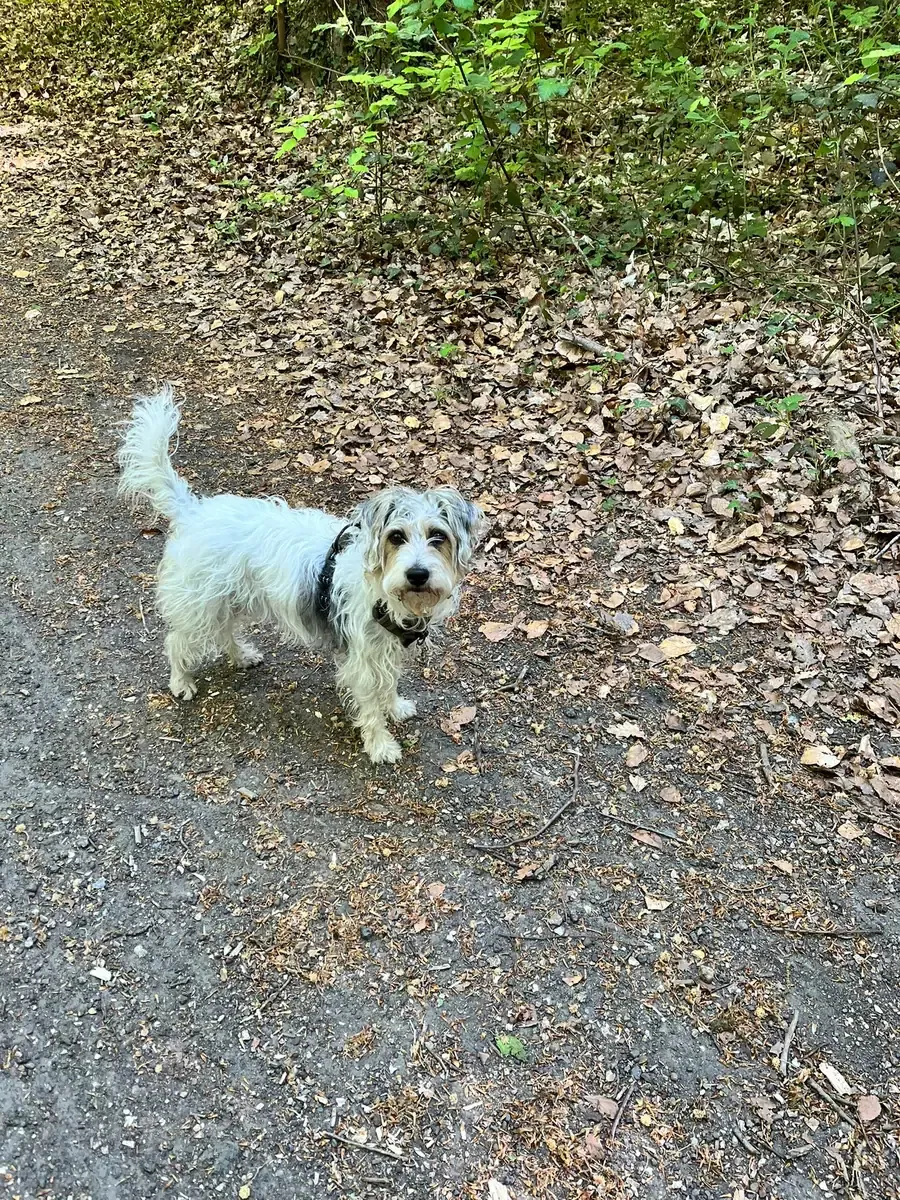 Sissi, chien de Valérie