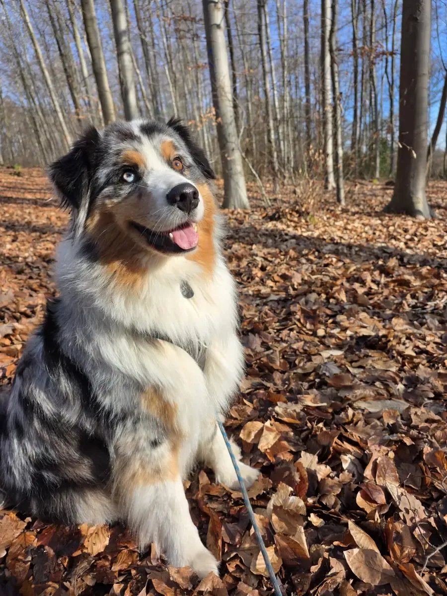 Sky, chien de Vanessa
