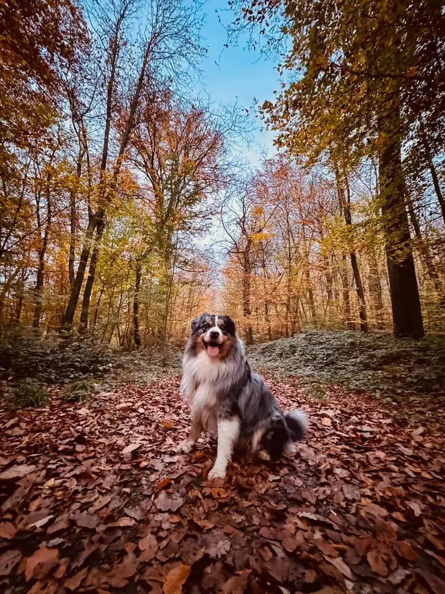Skynet, chien de Micheline