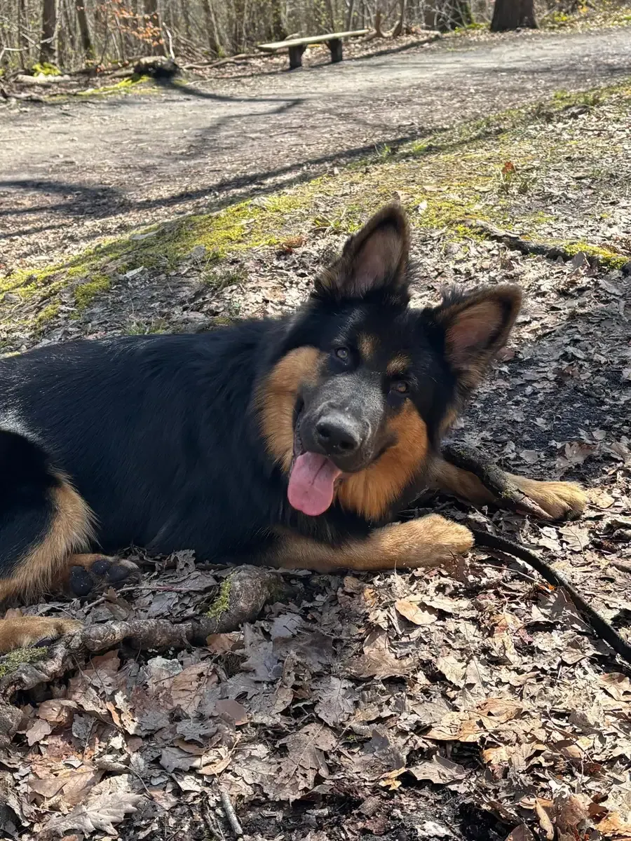 Spark, chien de Adeline & Cloé