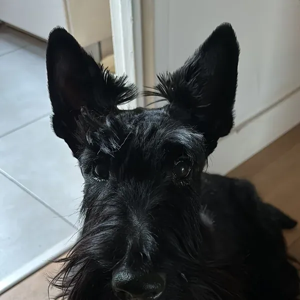 Alfie, chien de Framboise