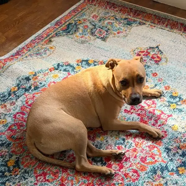 Arnold, chien de Victor & Valéria