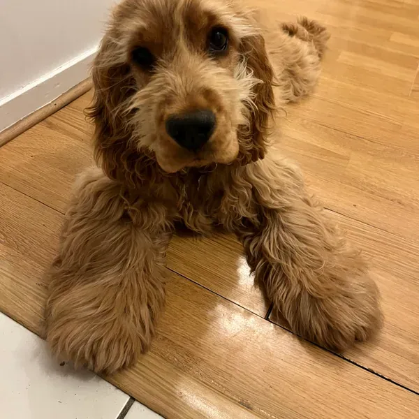 Aslan, chien de Clotilde