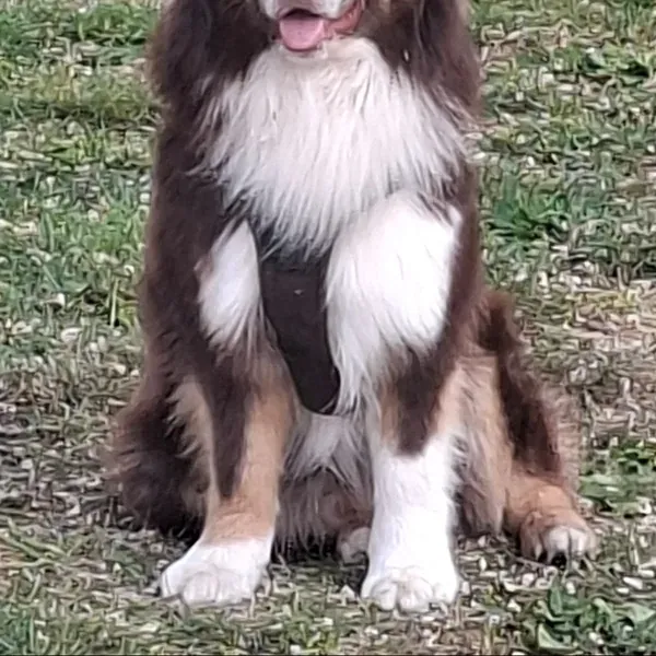 Athos, chien de Fabienne