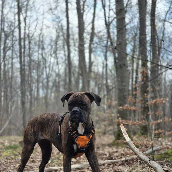 Azia, chien de Shauna