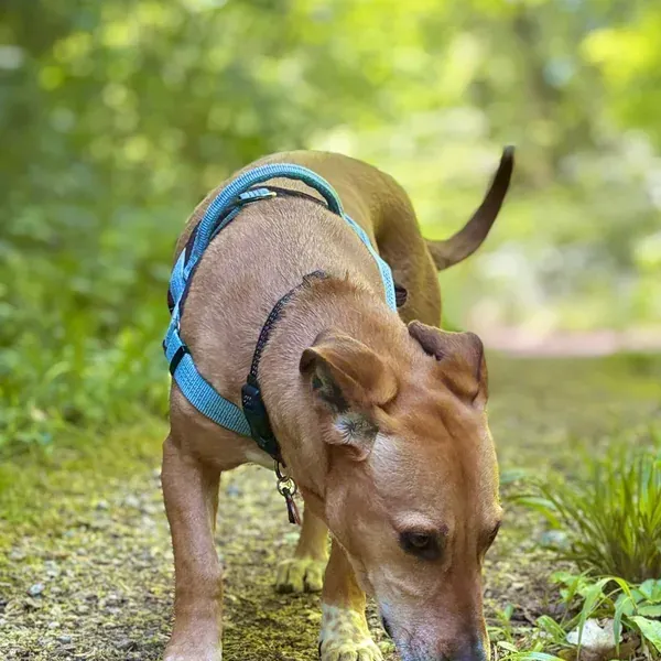 Cajou, chien de Axel