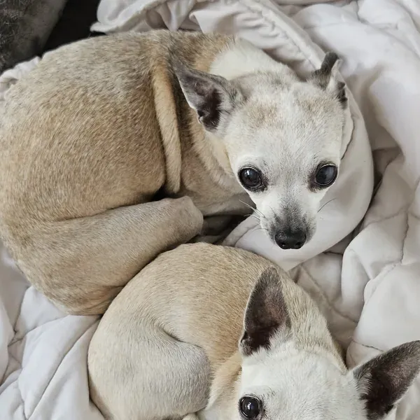 Indi & Panda, chien de Delphine