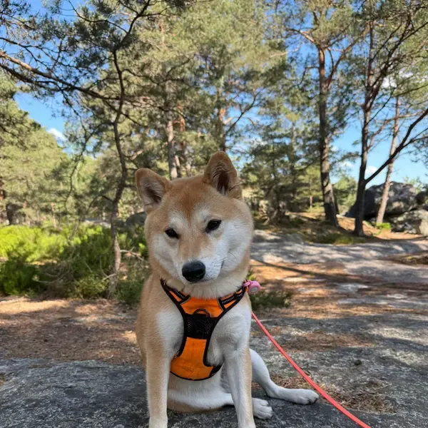 Kito, chien de Carla