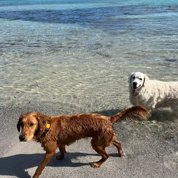 Magnum & Vicky, chien de Ingela