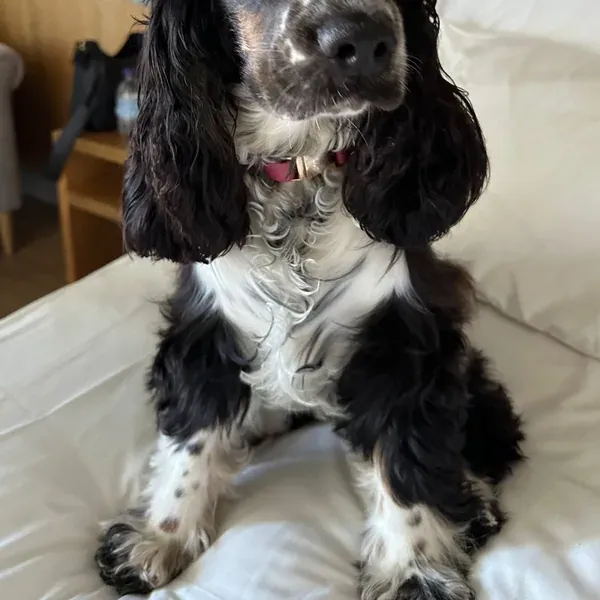 Nala, chien de Sara & Timothée
