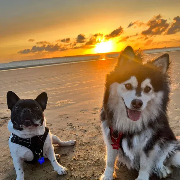 Onyx & Tara, chien de Fanny