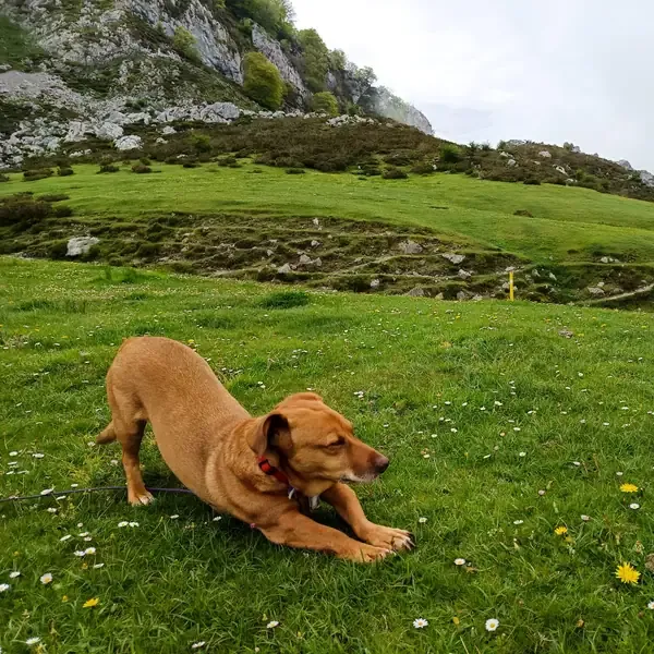 Oslo, chien de Laurence