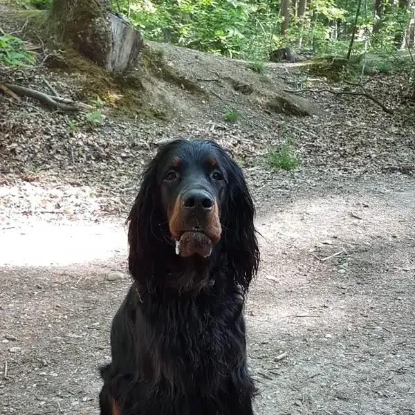 Ragnar, chien de Jean-Michel