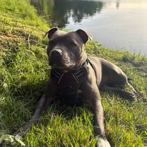 Riki, chien de Axelle & Toma