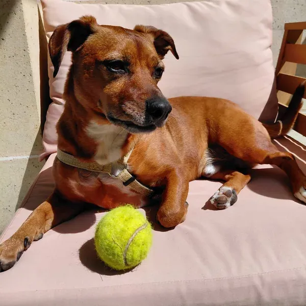 Rio, chien de Marine & Ilias