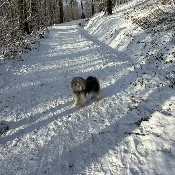 Roulio, chien de Aurélie & Bernard