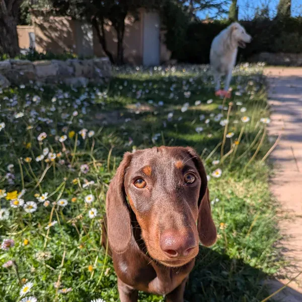 Ruby, chien de Mélissa