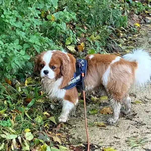 Samba, chien de Corinne