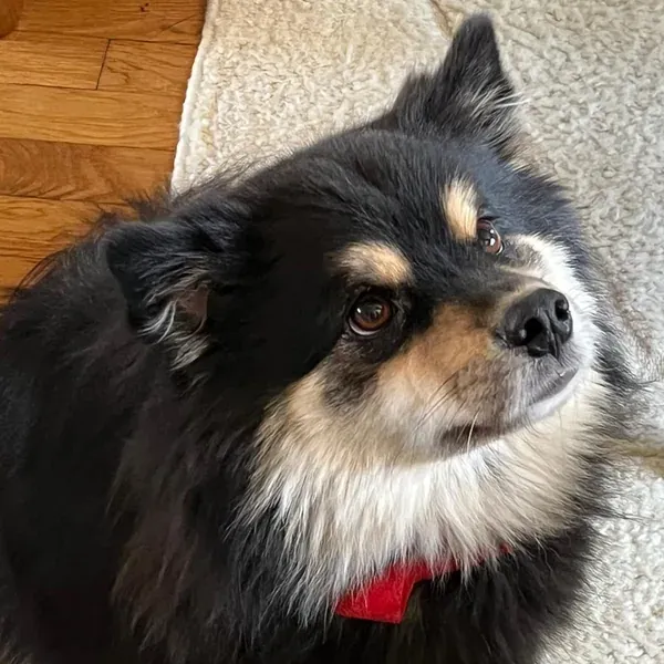 Sanka, chien de Pg