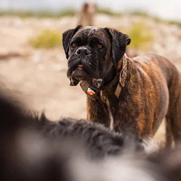 Shana, chien de Anne-sophie