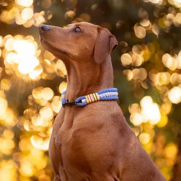 Sherlock, chien de Alex
