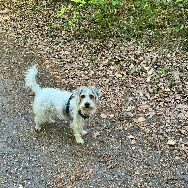 Sissi, chien de Valérie