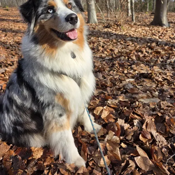 Sky, chien de Vanessa