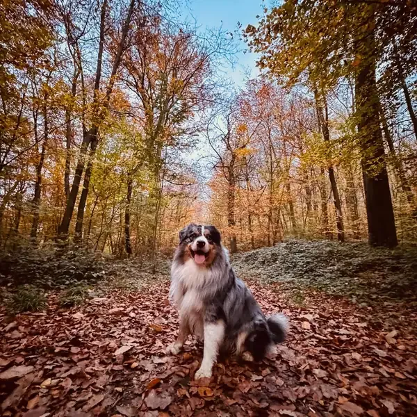 Skynet, chien de Micheline