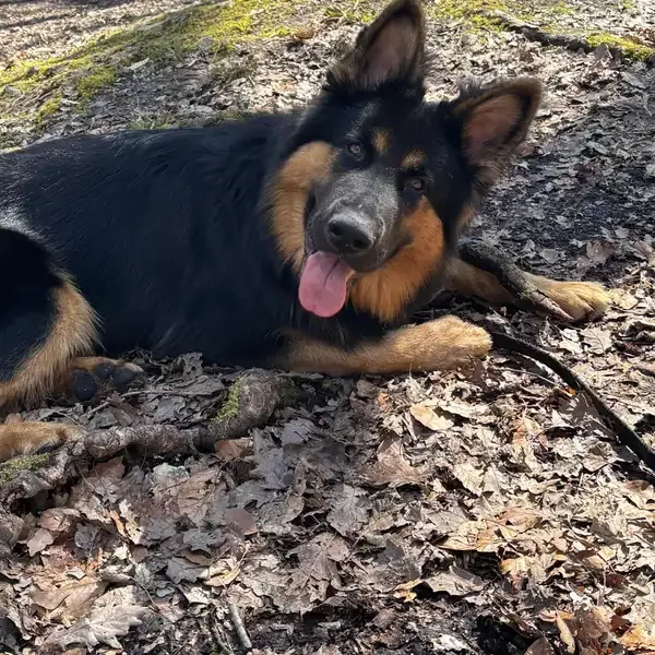 Spark, chien de Adeline & Cloé
