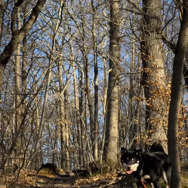 Tobi, chien de Julien & Camille